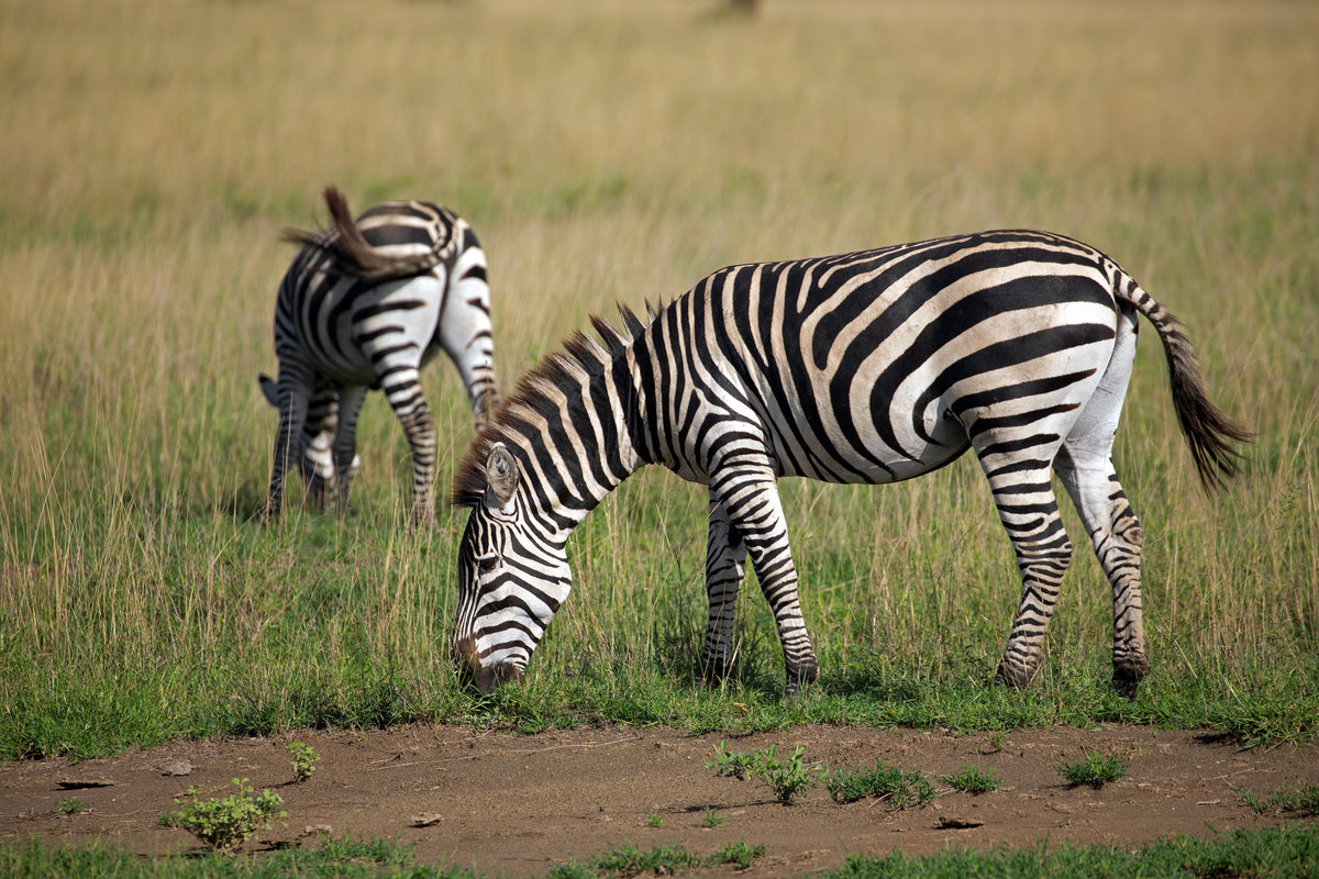 A Safari at Ol Donyo | Kenya’s Crown Jewel of Conservation, Luxury, and Wild Majesty