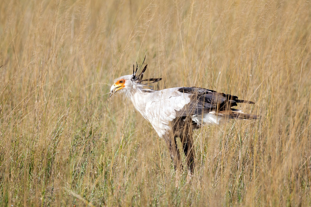 A Safari at Ol Donyo | Kenya’s Crown Jewel of Conservation, Luxury, and Wild Majesty